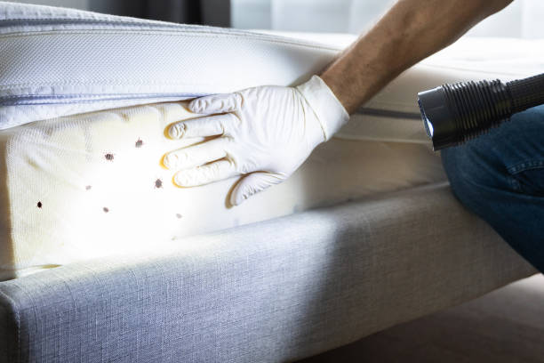 Best Bed Bug Extermination  in Mogadore, OH